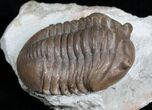 Beautifully Inflated Asaphus Lepidurus Trilobite #4175-3